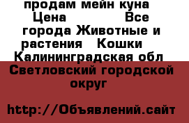 продам мейн куна › Цена ­ 15 000 - Все города Животные и растения » Кошки   . Калининградская обл.,Светловский городской округ 